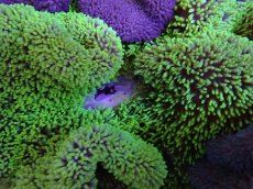 画像2: No.13 ハタゴイソギンチャク　グリーン　　【入荷個数が少ないです！】 (2)