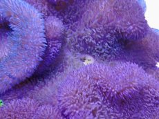 画像1: No.14 ハタゴイソギンチャク　パープル (1)