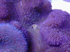 画像2: No.14 ハタゴイソギンチャク　パープル (2)