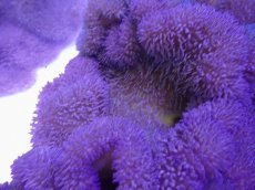 画像1: No.15 ハタゴイソギンチャク　パープル (1)