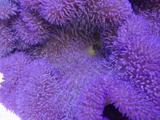 画像2: No.15 ハタゴイソギンチャク　パープル (2)