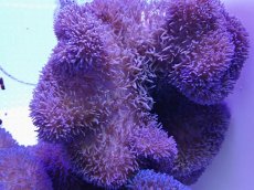 画像1: No.16 ハタゴイソギンチャク　パープル (1)