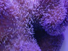 画像2: No.16 ハタゴイソギンチャク　パープル (2)