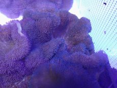 画像1: No.17 ハタゴイソギンチャク　ブルー (1)