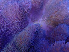 画像2: No.17 ハタゴイソギンチャク　ブルー (2)