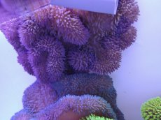 画像1: No.18 ハタゴイソギンチャク　パープル (1)