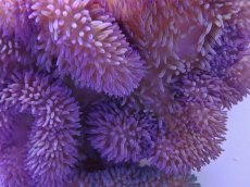 画像2: No.18 ハタゴイソギンチャク　パープル (2)