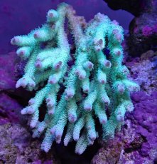 画像1: No.126 ハイマツミドリイシ (1)