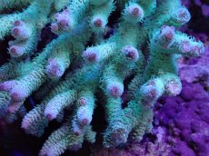 画像2: No.126 ハイマツミドリイシ (2)