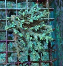 画像1: No.127 スペシオーサ　　【入荷個数が少ないです！】 (1)