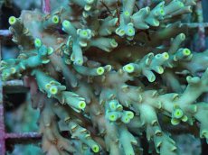 画像2: No.127 スペシオーサ　　【入荷個数が少ないです！】 (2)