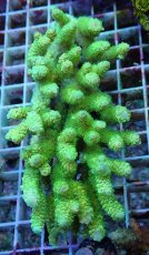 画像1: No.128 バーミキュラータ (1)