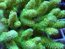 画像2: No.128 バーミキュラータ (2)