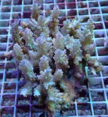 画像1: No.129浅場ミドリイシ (1)