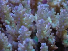 画像2: No.129浅場ミドリイシ (2)