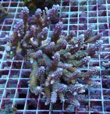 画像1: No.130 浅場ミドリイシ (1)