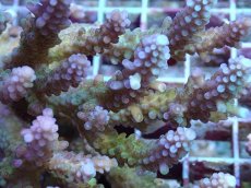 画像2: No.130 浅場ミドリイシ (2)