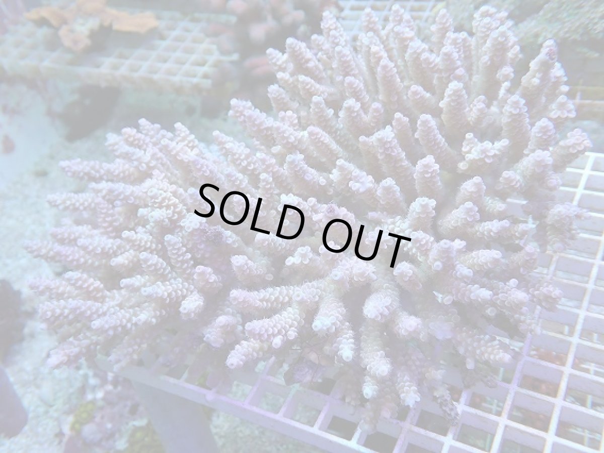 画像1: No.131 ウスエダミドリイシ ピンク　　【迫力ある大きめサイズ！】 (1)