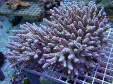 画像1: No.131 ウスエダミドリイシ ピンク　　【迫力ある大きめサイズ！】 (1)