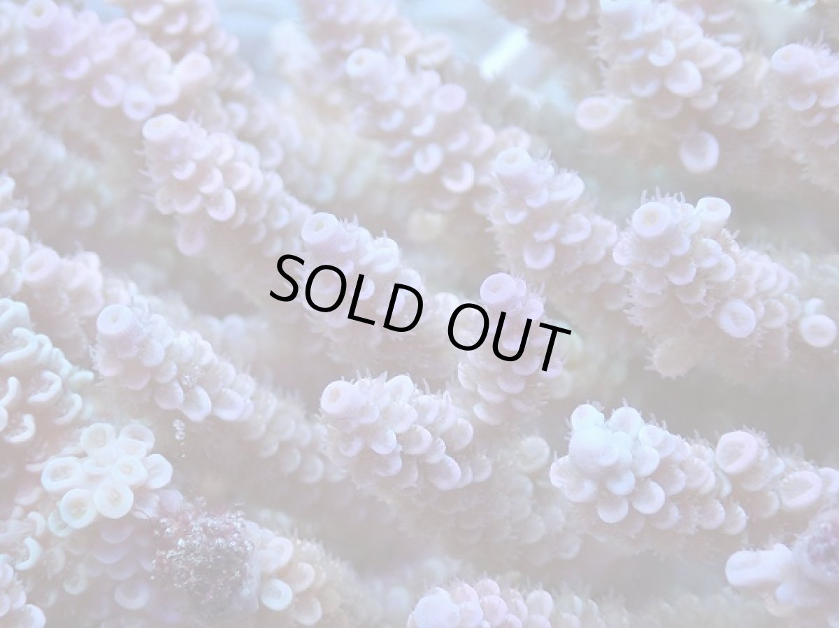 画像2: No.131 ウスエダミドリイシ ピンク　　【迫力ある大きめサイズ！】 (2)