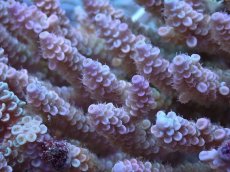 画像2: No.131 ウスエダミドリイシ ピンク　　【迫力ある大きめサイズ！】 (2)