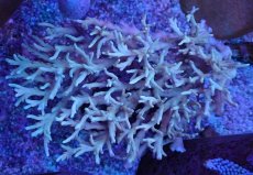 画像1: No.132 スハルソノイ ポリプカラー　　【珍しい、レアな個体♪】 (1)