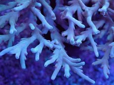 画像2: No.132 スハルソノイ ポリプカラー　　【珍しい、レアな個体♪】 (2)