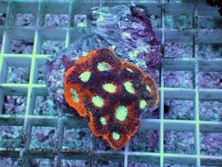 No.1 トンガ産 ハナガササンゴ レッドを買うならアクアスタイルユー