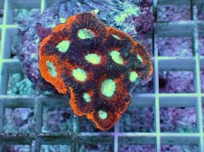 画像2: No.1 ヒラタオオトゲキクメイシ (2)