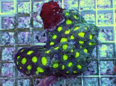 画像1: No.2 キクメイシsp (1)