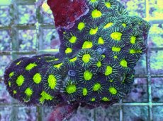 画像2: No.2 キクメイシsp (2)