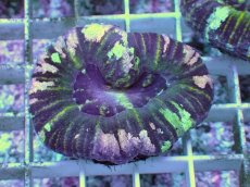 画像1: No.3 Acan maxima (Acanthastrea) (1)