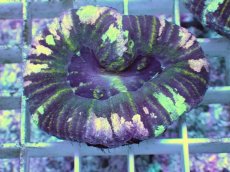 画像2: No.3 Acan maxima (Acanthastrea) (2)