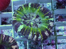 画像1: No.4 Acan maxima (Acanthastrea) (1)