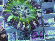 画像2: No.4 Acan maxima (Acanthastrea) (2)