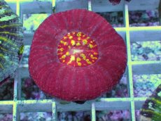 画像1: No.5 Acan maxima (Acanthastrea) (1)