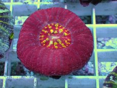 画像2: No.5 Acan maxima (Acanthastrea) (2)