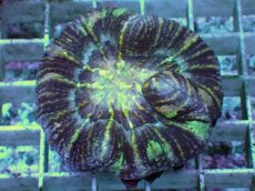 画像1: No.6 Acan maxima (Acanthastrea) (1)