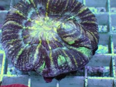 画像2: No.6 Acan maxima (Acanthastrea) (2)