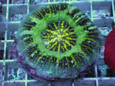 画像1: No.7 Acan maxima (Acanthastrea) (1)