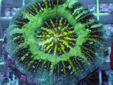 画像2: No.7 Acan maxima (Acanthastrea) (2)