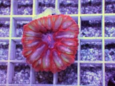 画像1: No.1 コハナガタサンゴ (1)