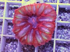 画像2: No.1 コハナガタサンゴ (2)