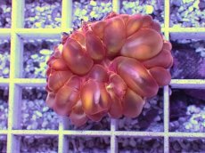 画像1: No.2 コハナガタサンゴ (1)