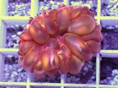 画像2: No.2 コハナガタサンゴ (2)