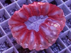 画像1: No.3 コハナガタサンゴ　　【人気No.1】 (1)