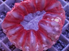 画像2: No.3 コハナガタサンゴ　　【人気No.1】 (2)