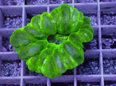 画像1: No.4 コハナガタサンゴ (1)