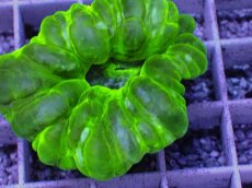 画像2: No.4 コハナガタサンゴ (2)