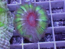 画像1: No.5 コハナガタサンゴ (1)